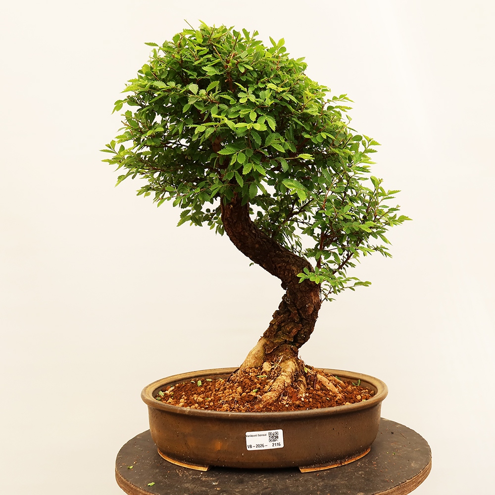Bonsai da esterno - Zelkova - Zelkova NIRE