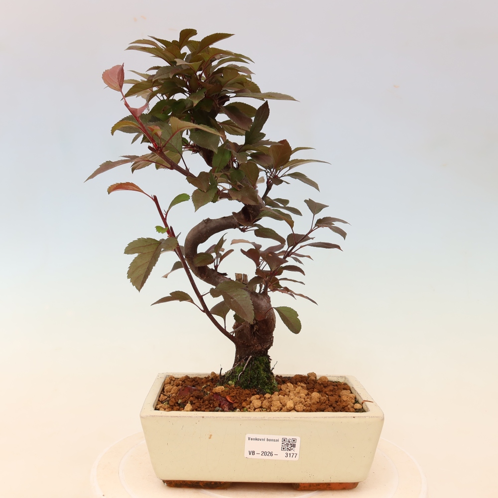 Bonsai da esterno -Malus domestica - Melo a piccoli frutti a foglie rosse