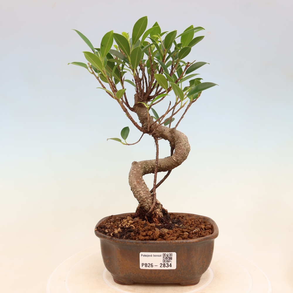 Camera bonsai - Ficus kimmen - ficus a foglie piccole