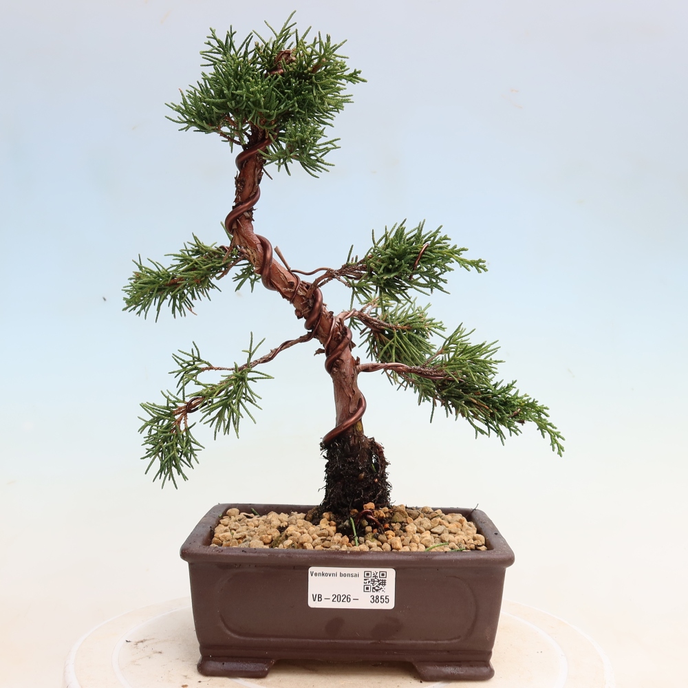 Bonsai da esterno - Juniperus chinensis Kishu
