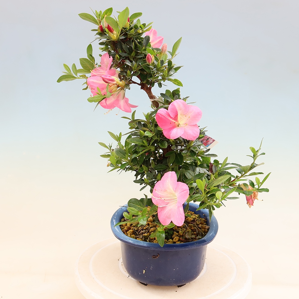 Bonsai da esterno - Azalea giapponese - Azalea Santoka