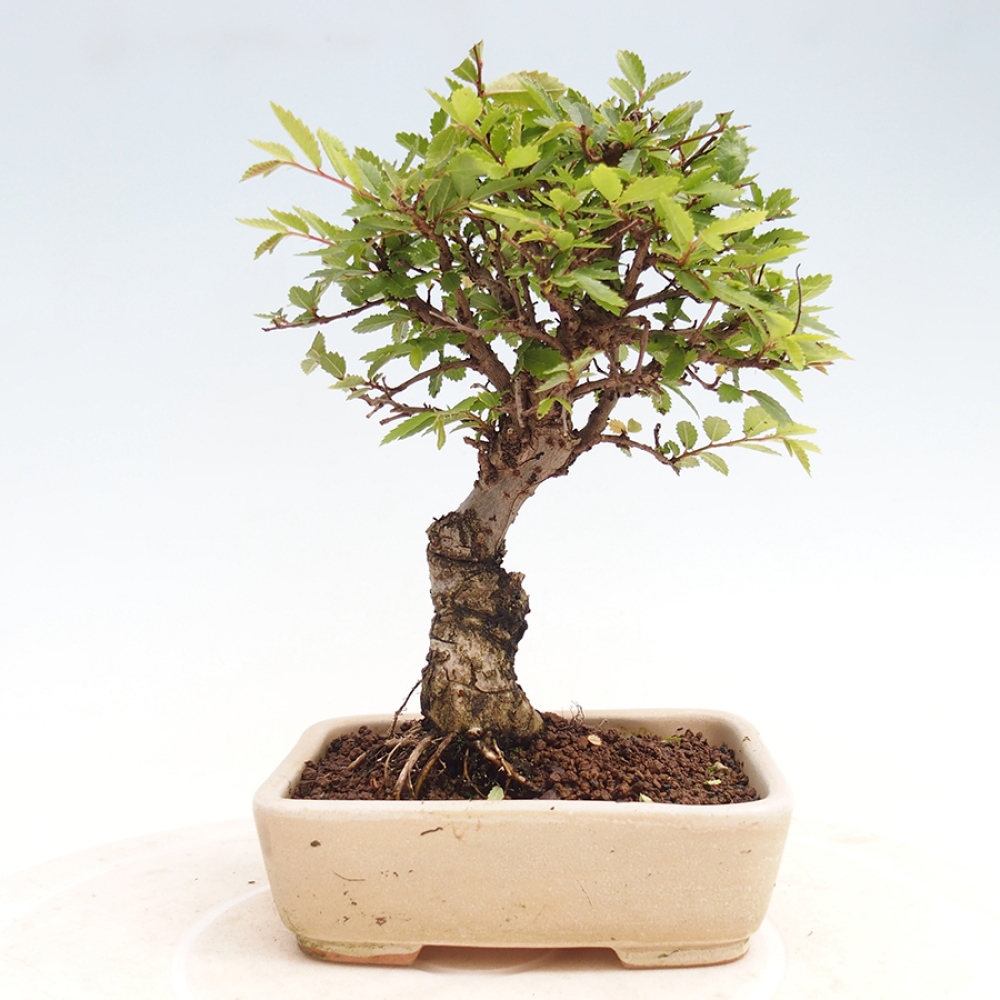 Bonsai da esterno - Zelkova - Zelkova NIRE