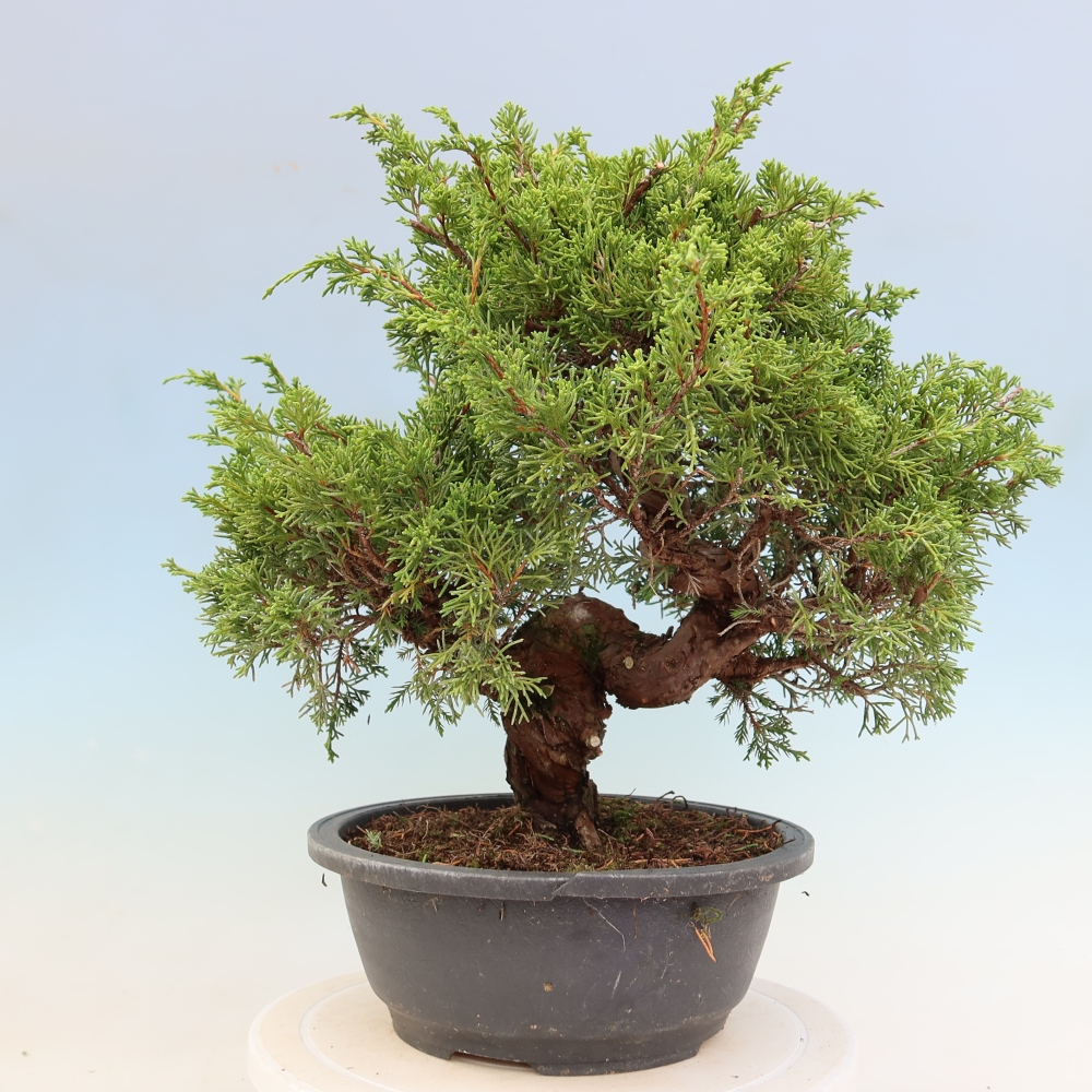Bonsai da esterno - Juniperus chinensis Itoigawa-Juniperus chinensis