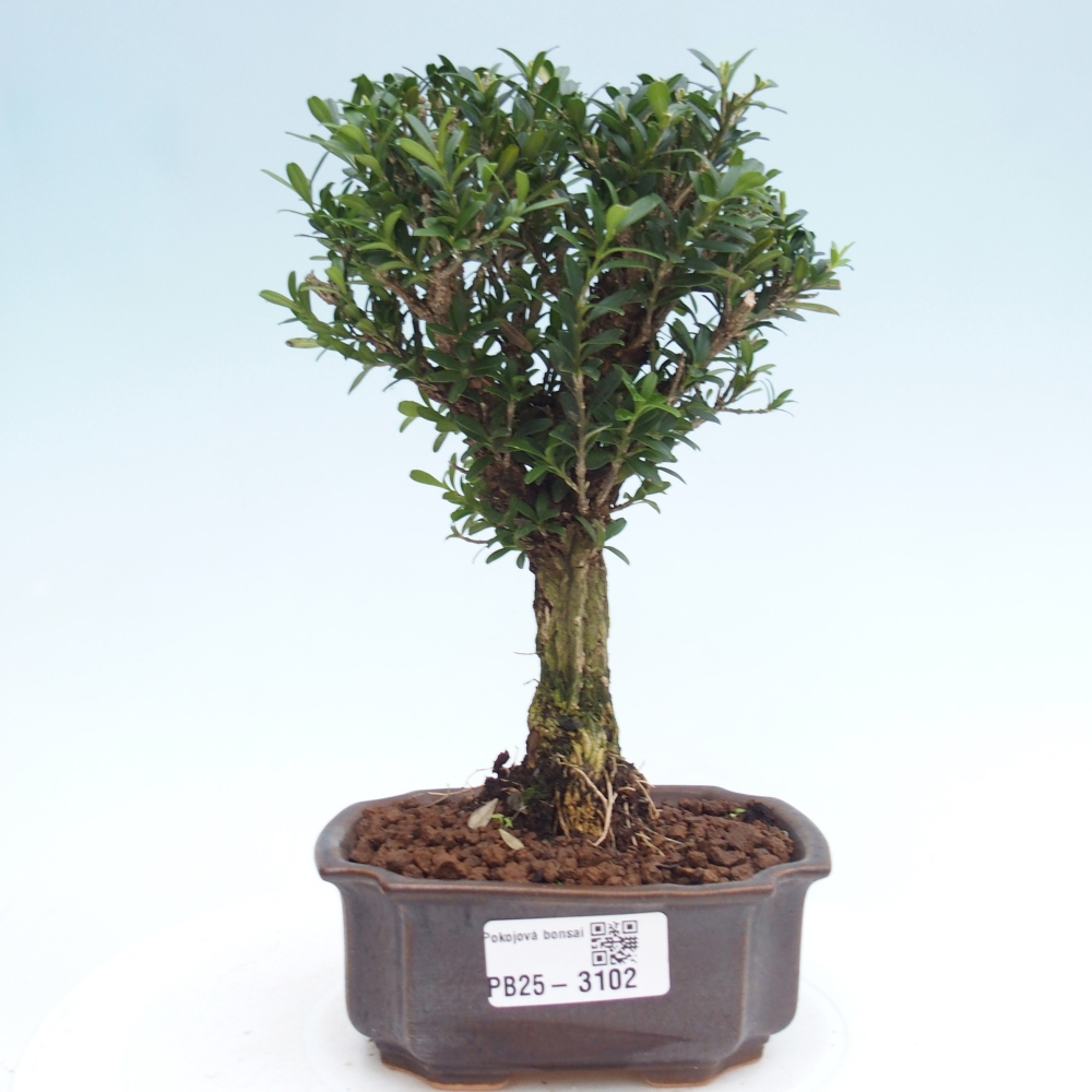Camera bonsai - Buxus harlandii - buxus da sughero