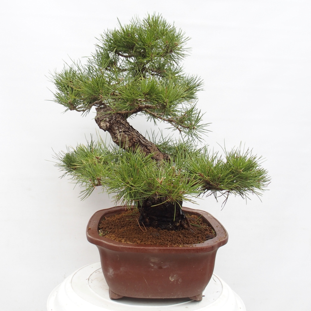 Bonsai da esterno - Pinus thunbergii - Pino di Thunberg