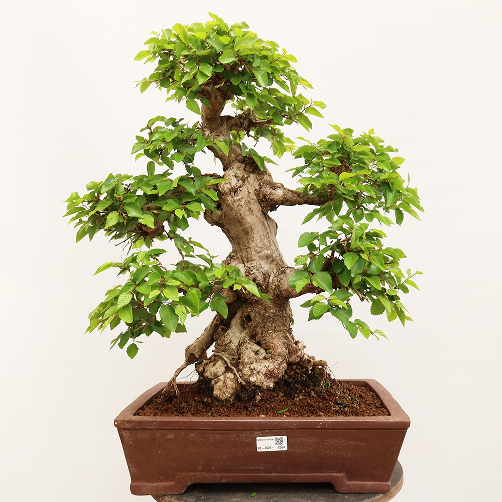 Bonsai da esterno -Carpinus Coreana - Carpino coreano