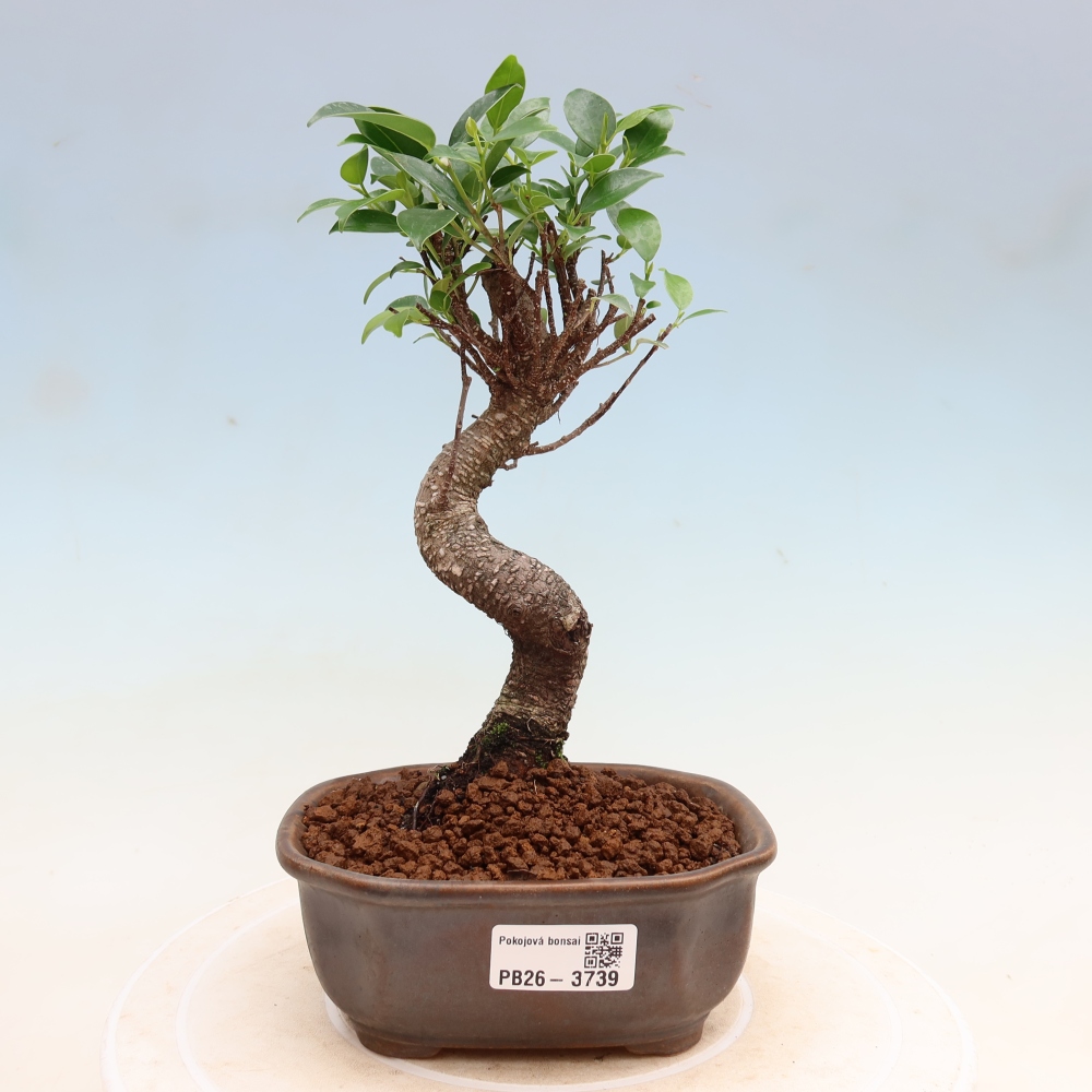 Camera bonsai - Ficus kimmen - ficus a foglie piccole