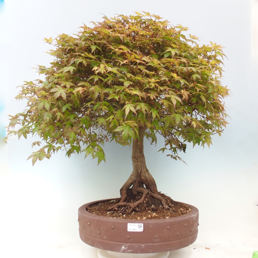 Acero norvegese - Acer palmatum Beni Tsukasa