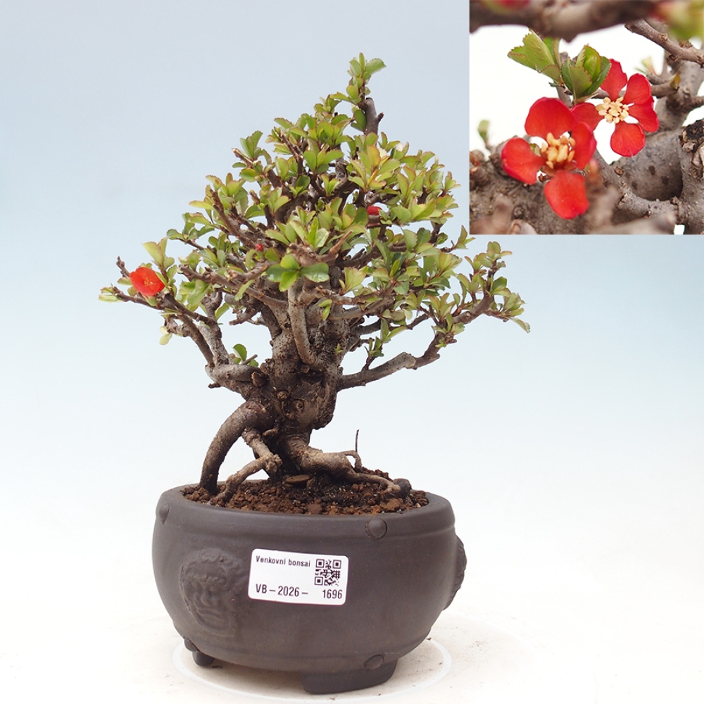 Bonsai da esterno - Chaneomeles speciosa - Cotogno