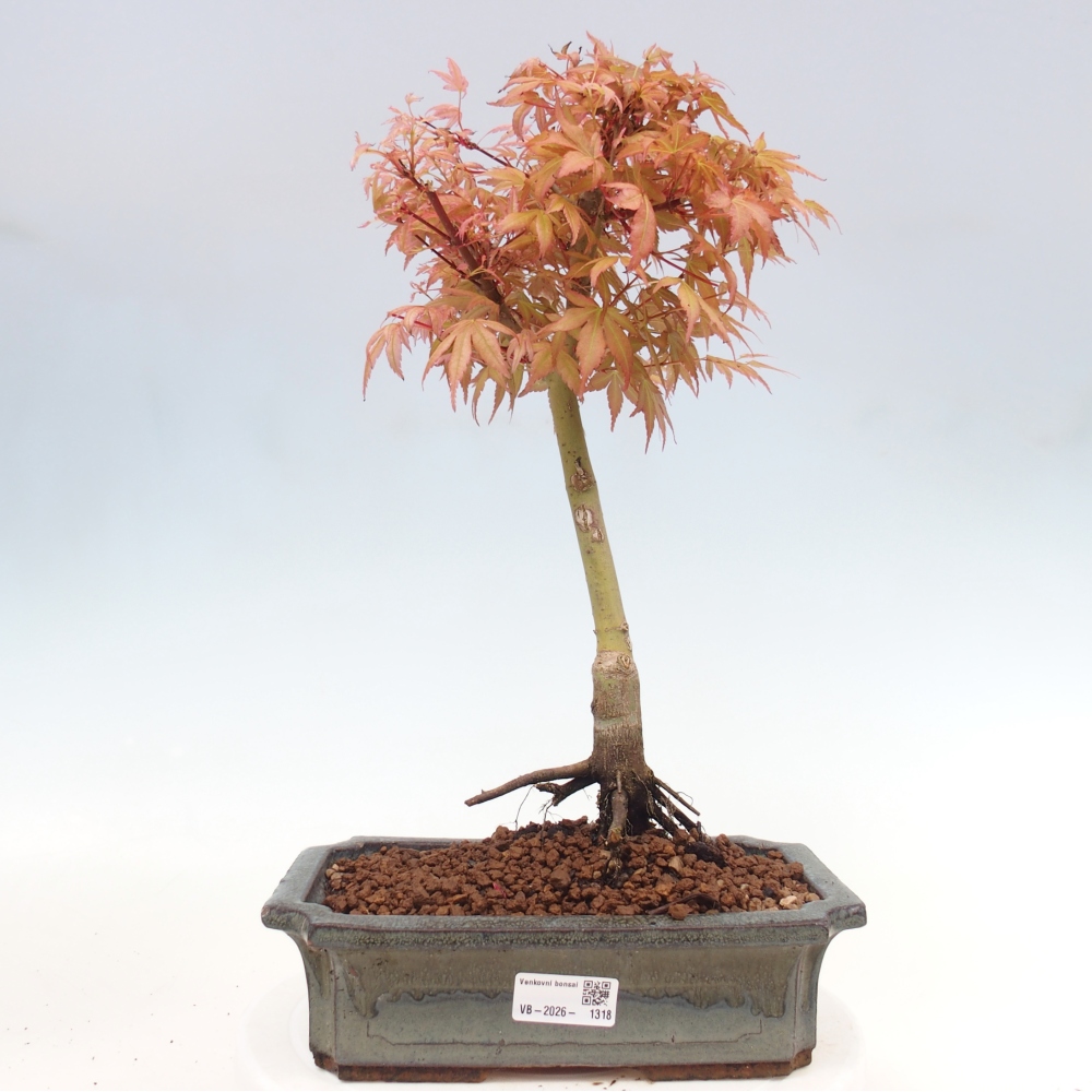 Acero norvegese - Acer palmatum Beni Tsukasa