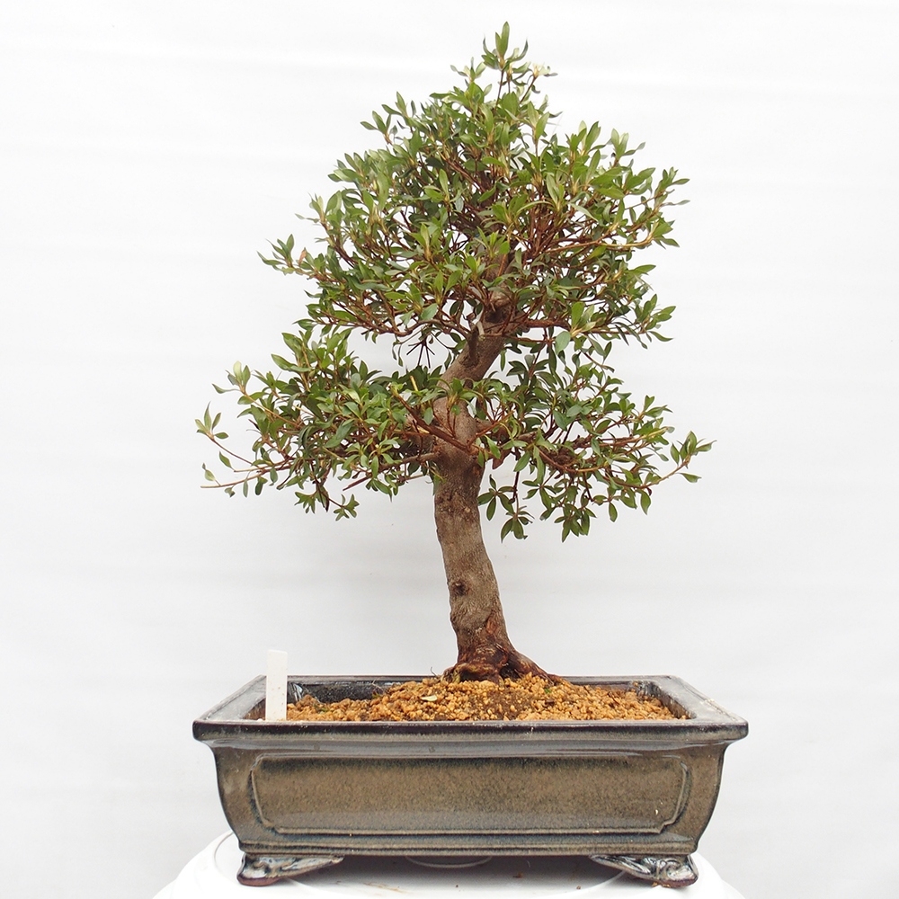Bonsai da esterno - Azalea giapponese - Azalea CHIHIRO