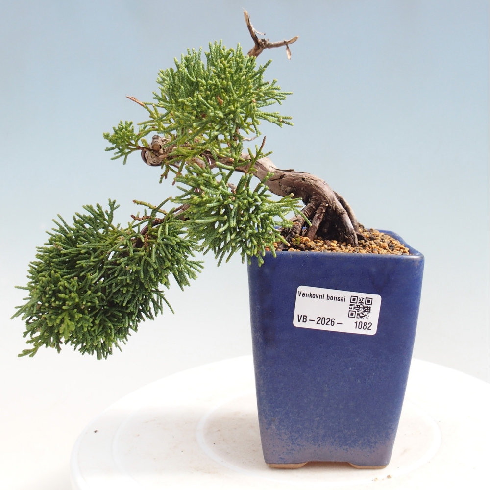 Bonsai da esterno - Juniperus chinensis Kishu