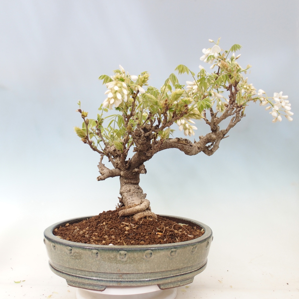 Bonsai da esterno - Vistaria - Glicine