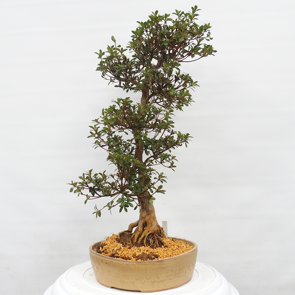 Bonsai da esterno - Azalea giapponese - Azalea Hanatsuzuri