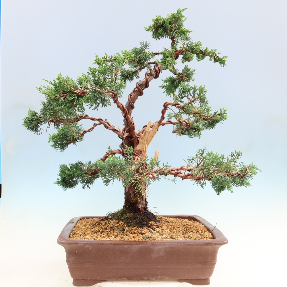 Bonsai da esterno - Juniperus chinensis Kishu