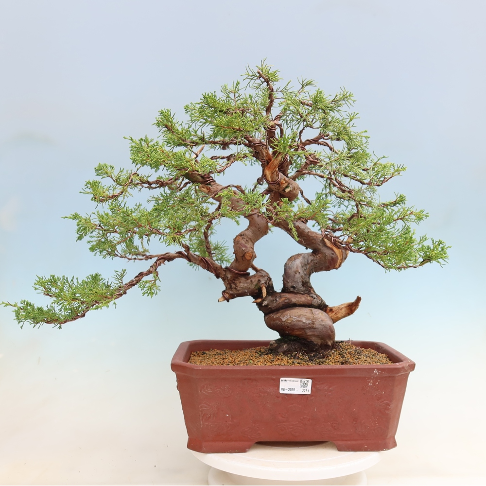 Bonsai da esterno - Juniperus chinensis Itoigawa-Juniperus chinensis