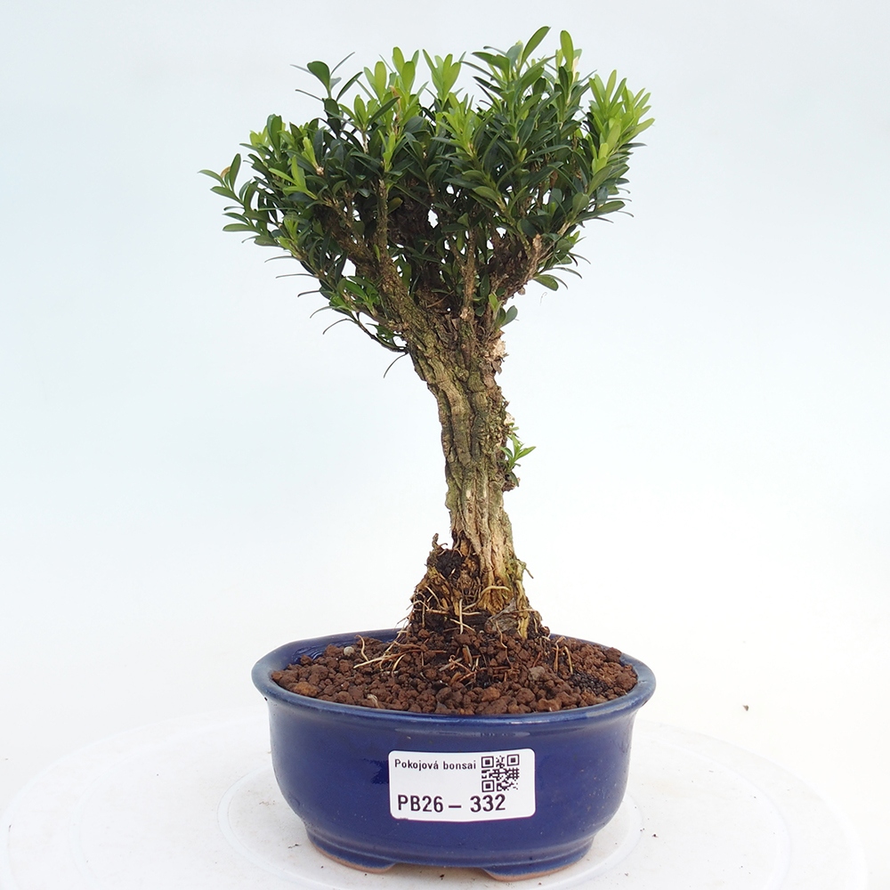 Camera bonsai - Buxus harlandii - buxus da sughero