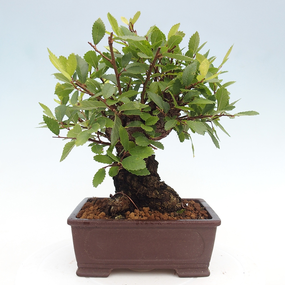 Bonsai da esterno - Zelkova - Zelkova NIRE