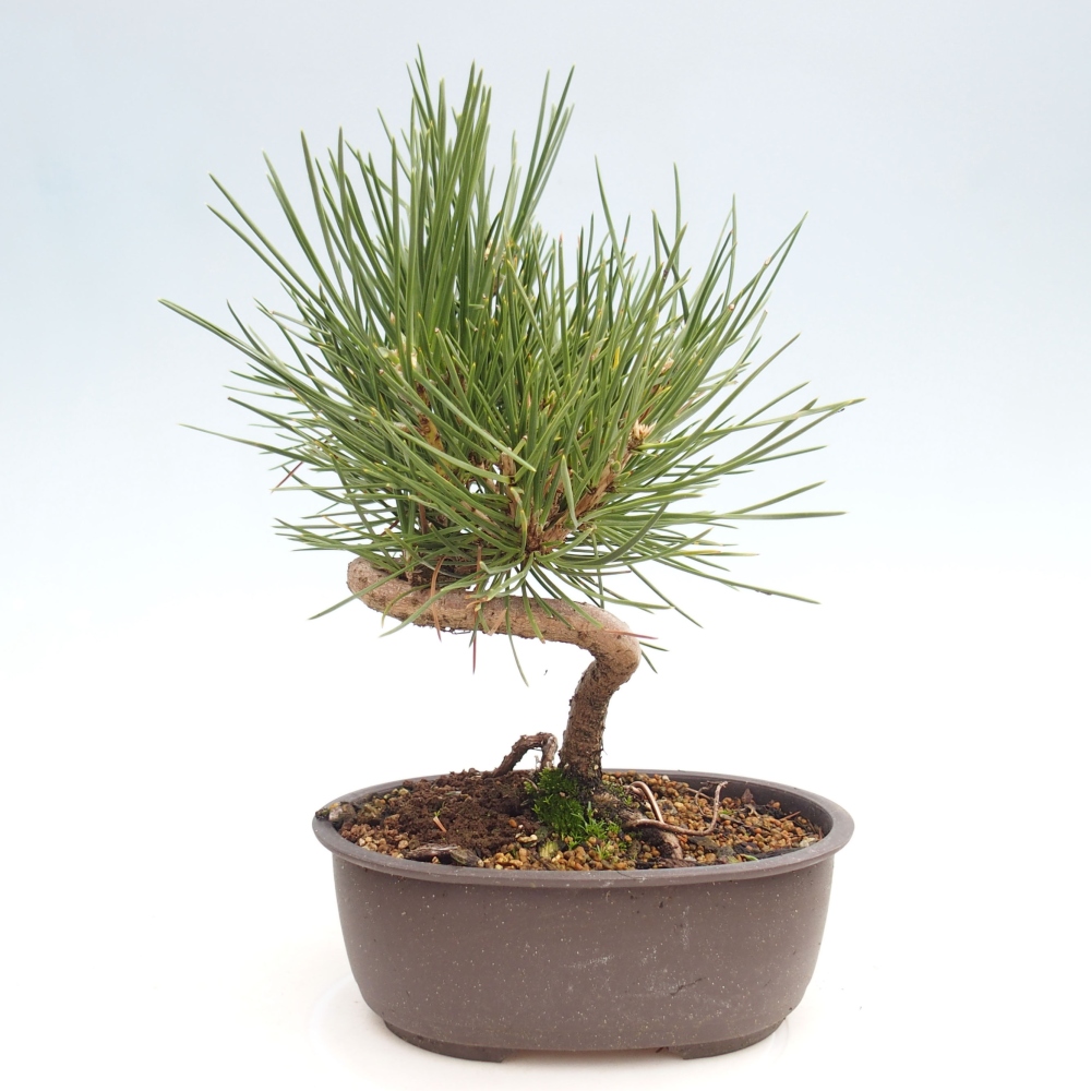 Bonsai da esterno - Pinus thunbergii - Pino di Thunberg