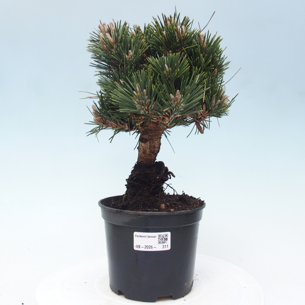 Bonsai da esterno - Pinus thunbergii senjyumaru - Pino di Thunberg