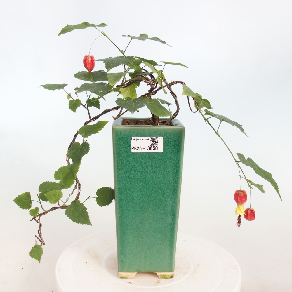 Bonsai da interno - Abutilon Big Bell - Cloudberry