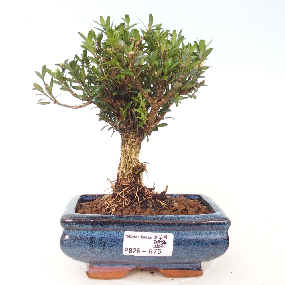 Camera bonsai - Buxus harlandii - buxus da sughero