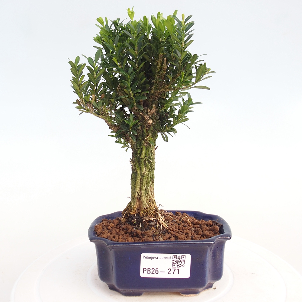 Camera bonsai - Buxus harlandii - buxus da sughero
