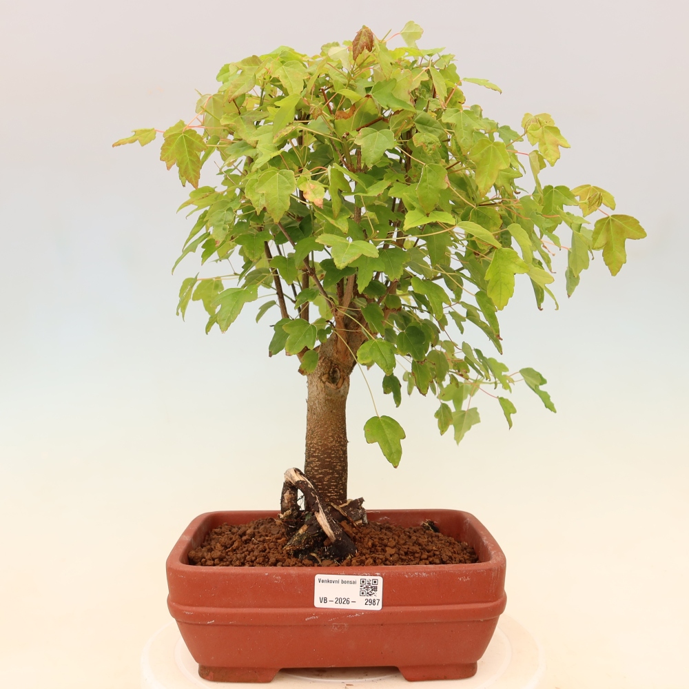 Bonsai da esterno - Acero Burger - Acer Burgerianum