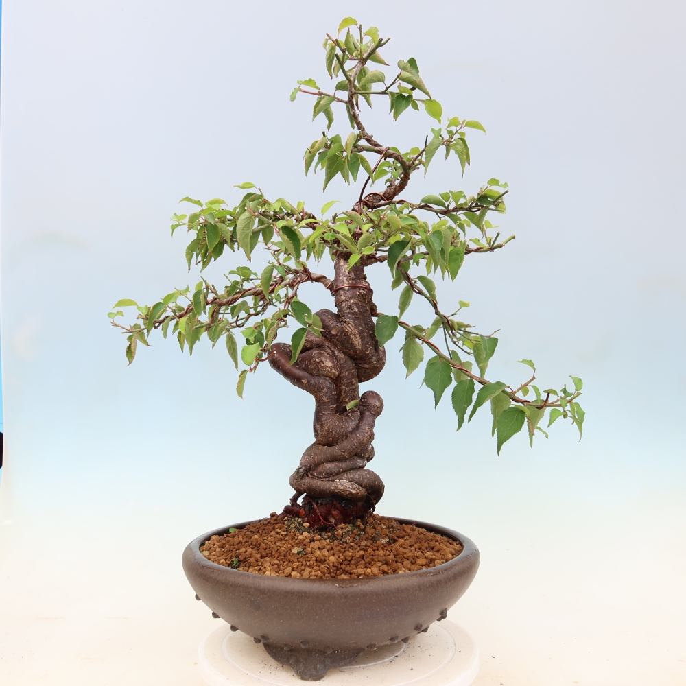 Bonsai da esterno - Albicocco giapponese - Prunus Mume