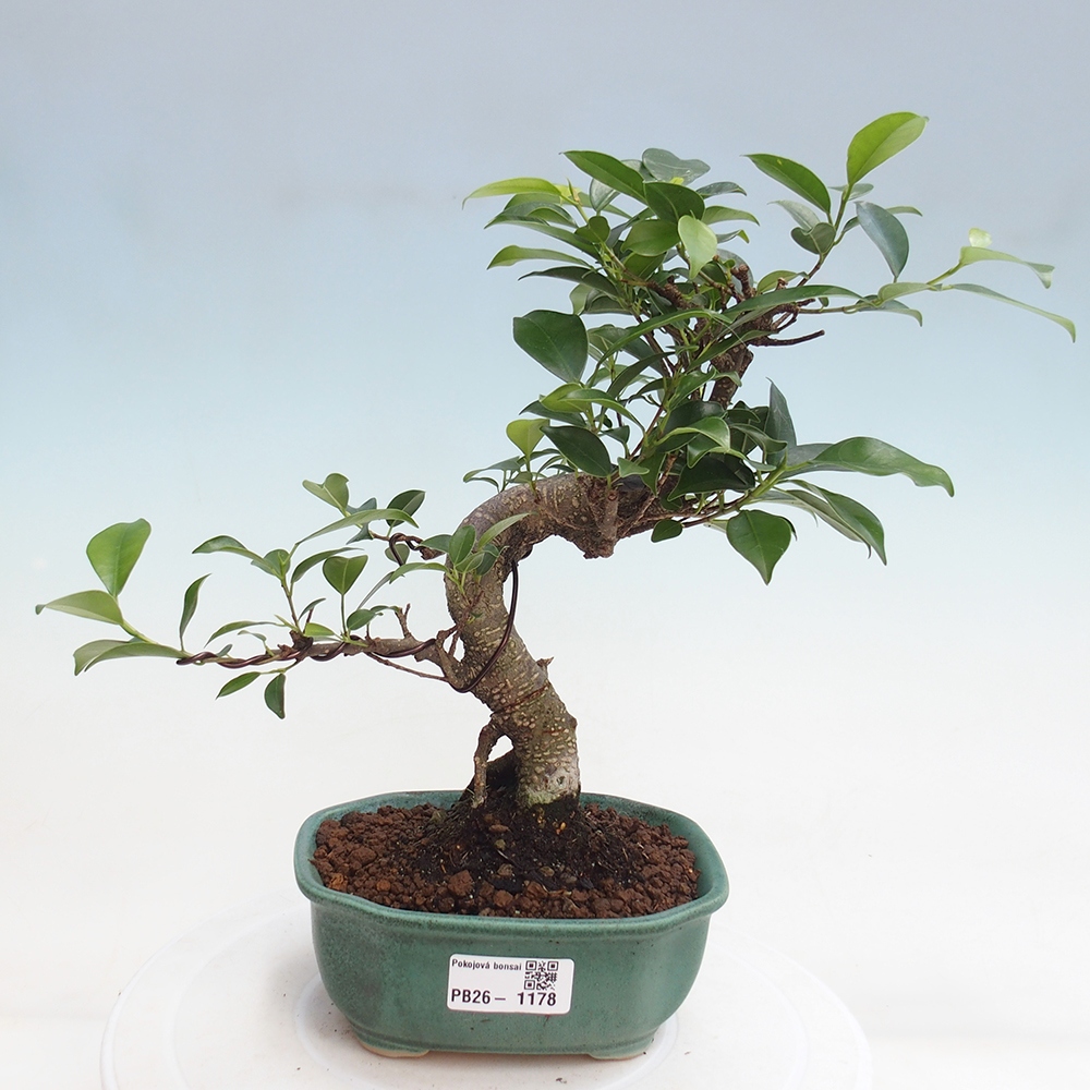 Camera bonsai - Ficus retusa - ficus a foglie piccole