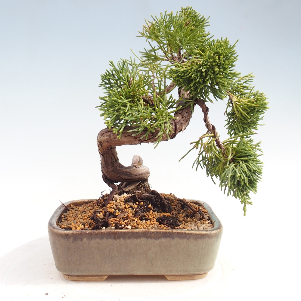 Bonsai da esterno - Juniperus chinensis Kishu