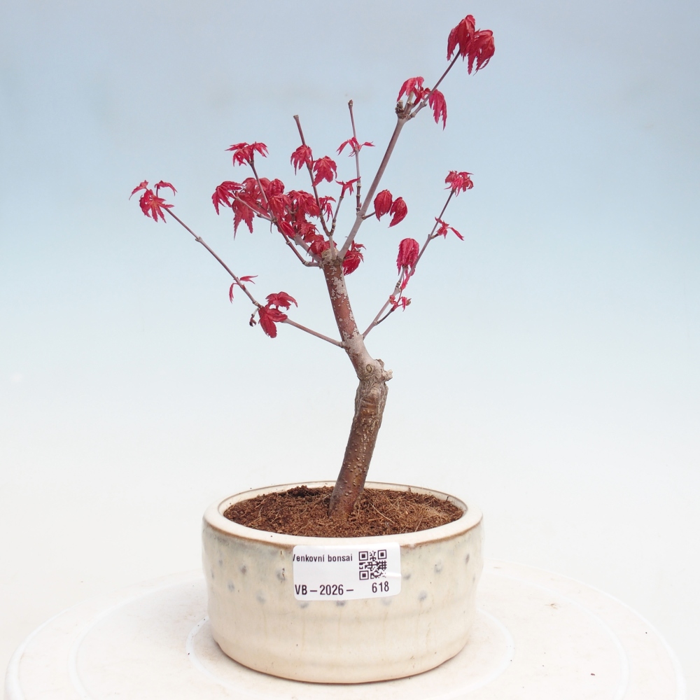 Bonsai da esterno - Acer palmatum DESHOJO