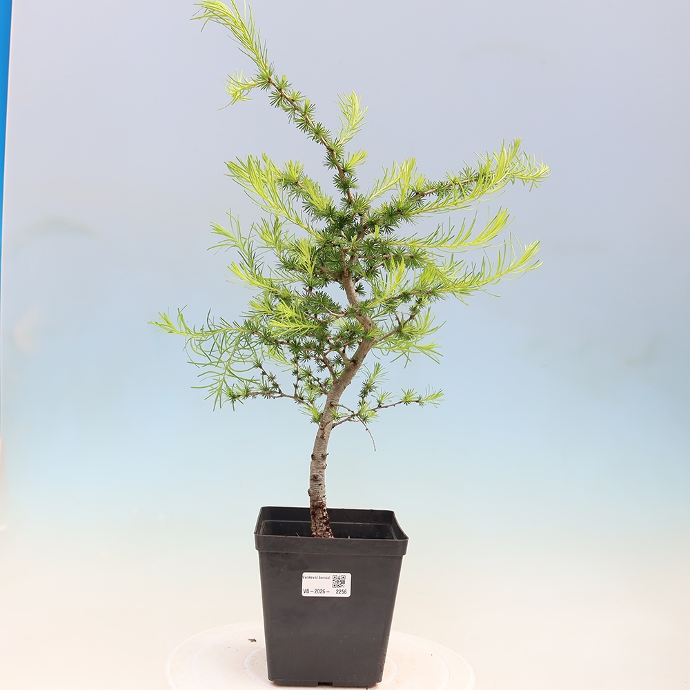 Bonsai da esterno -Larix decidua - Larice