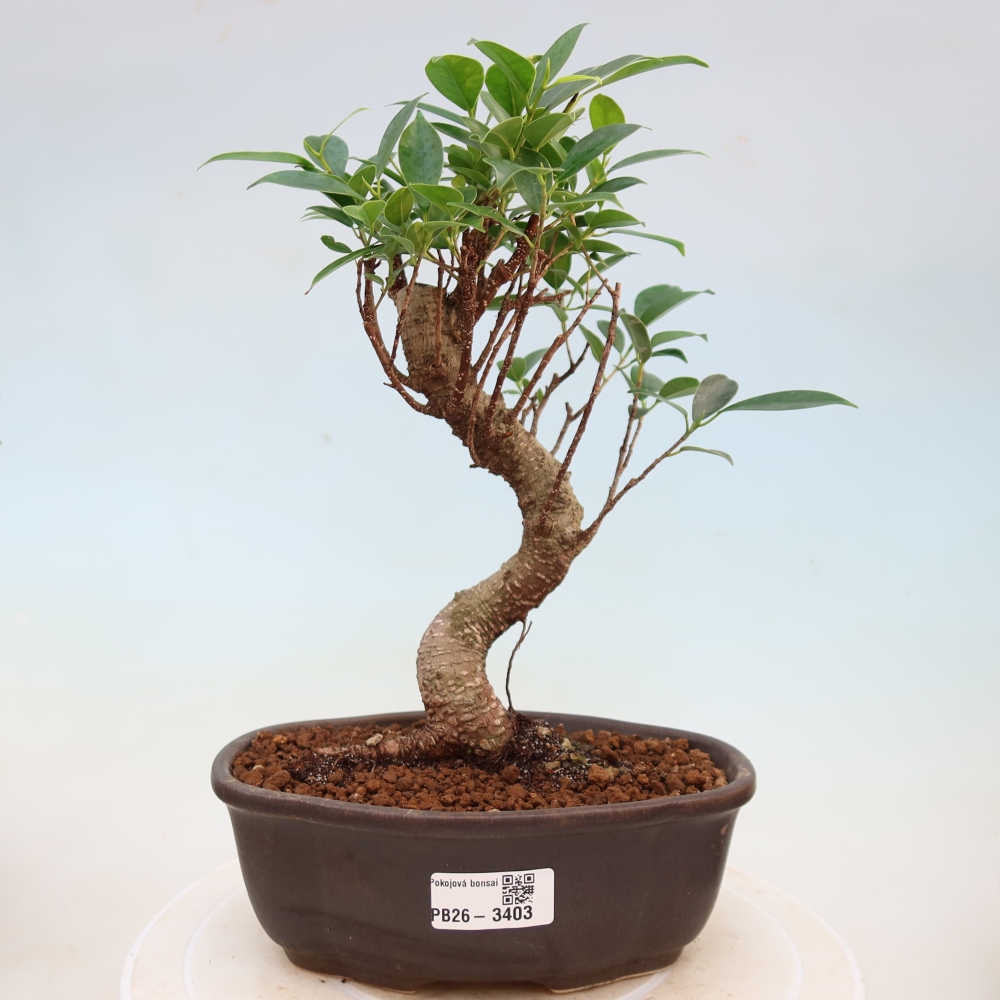 Camera bonsai - Ficus kimmen - ficus a foglie piccole