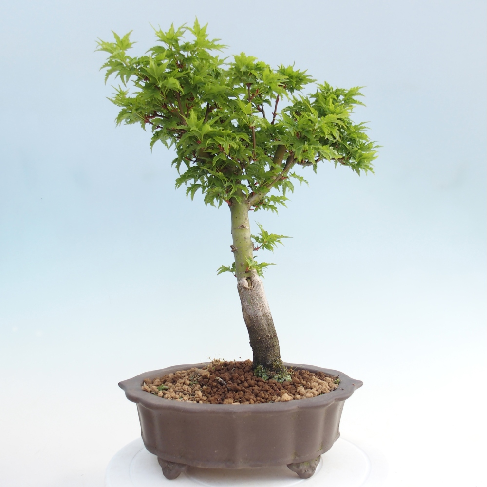 Bonsai da esterno -Palma di Giava Acer palmatum Shishigashira