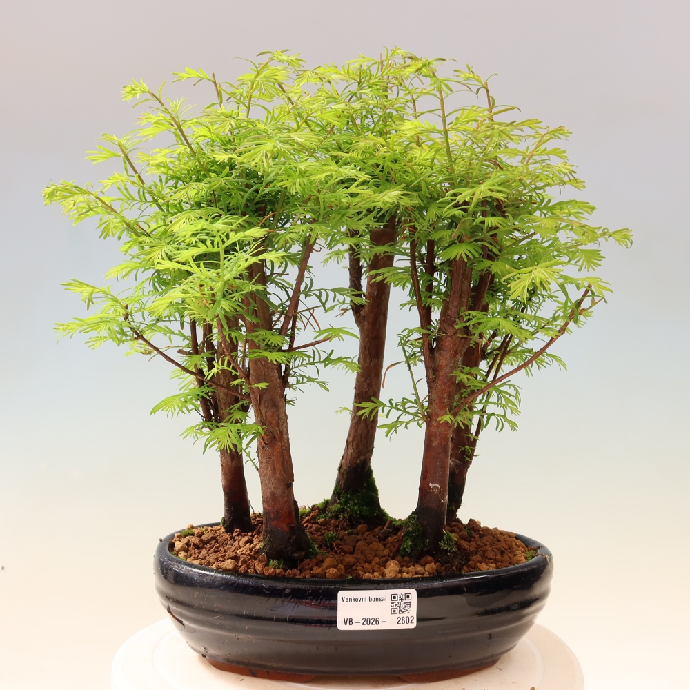 Bonsai da esterno - Metasequoia glyptostroboides - Metasequoia cinese - boschetto