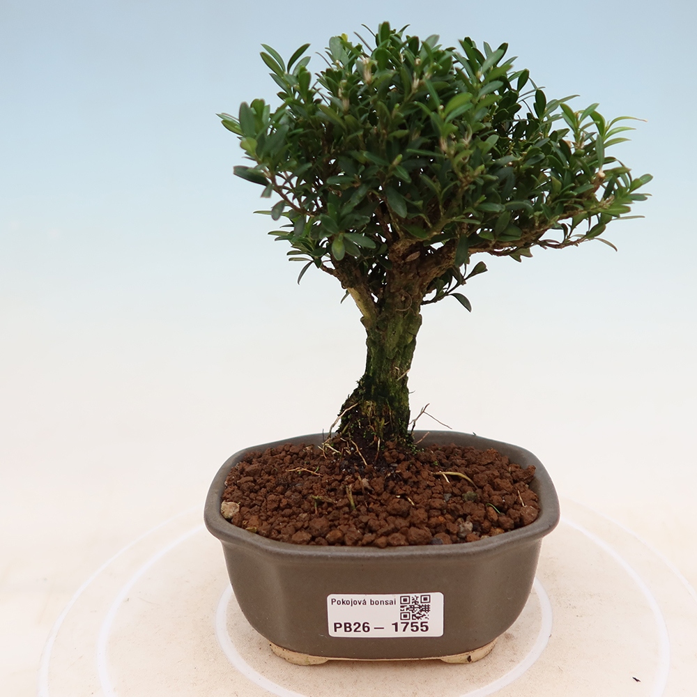 Camera bonsai - Buxus harlandii - buxus da sughero