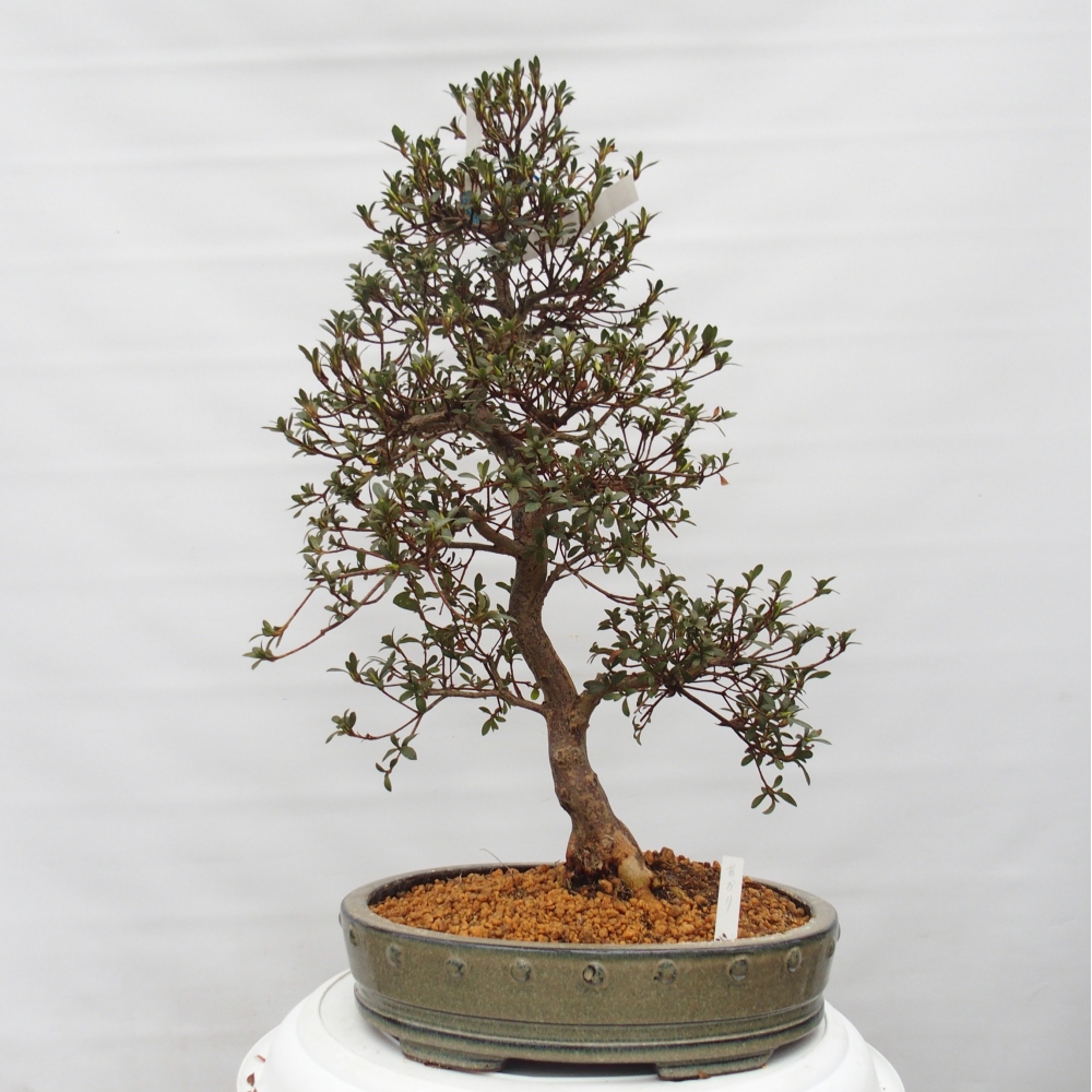 Bonsai da esterno - Azalea giapponese - Azalea Akari