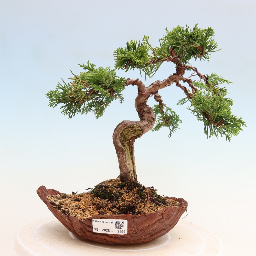 Bonsai da esterno - Juniperus chinensis Itoigawa-Juniperus chinensis