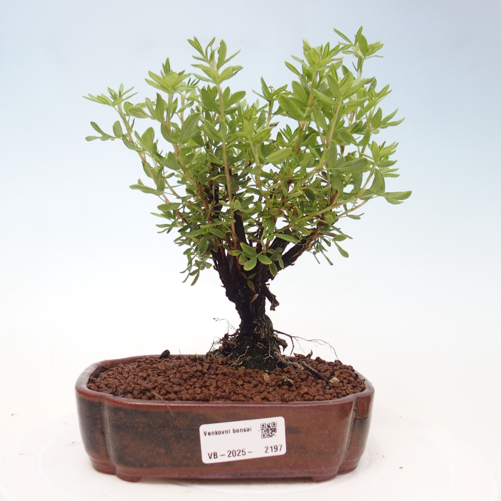 Bonsai da esterno - Potentila fruticosa yellow Bird
