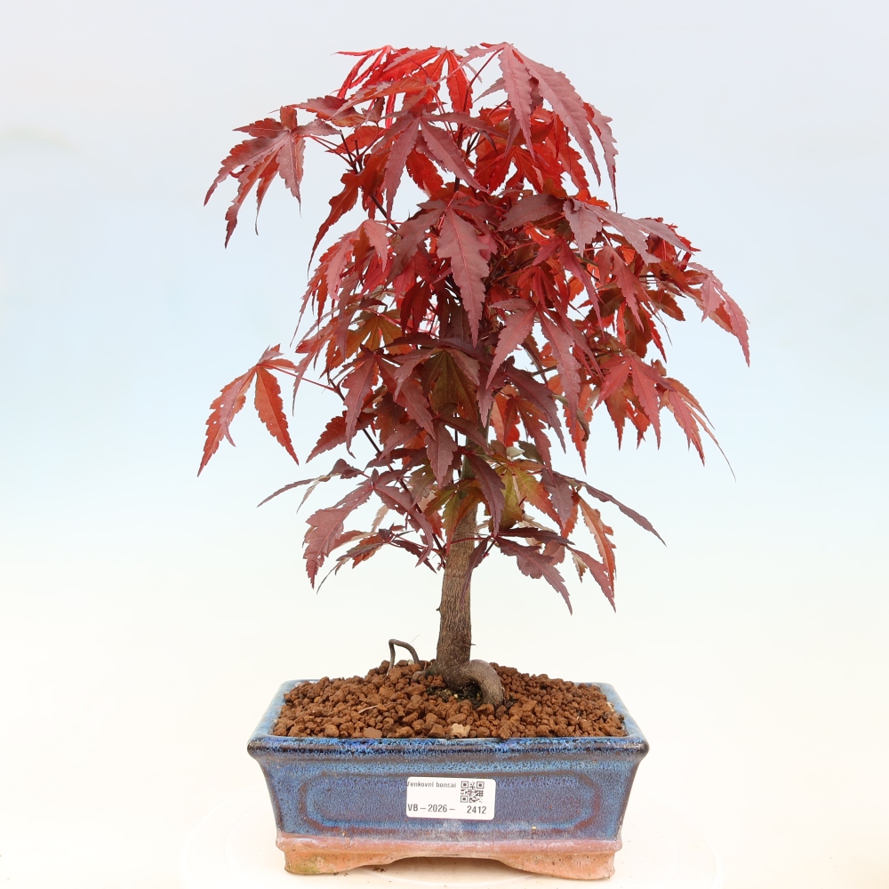 Bonsai da esterno - Palma Acer. Atropurpureum-Javor palmate