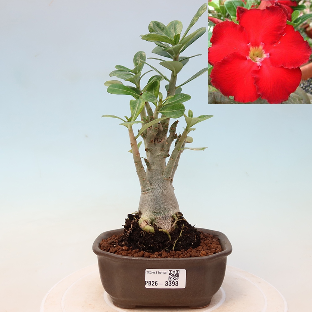 Bonsai da interno - Adenium obesum Red Star - Rosa del deserto