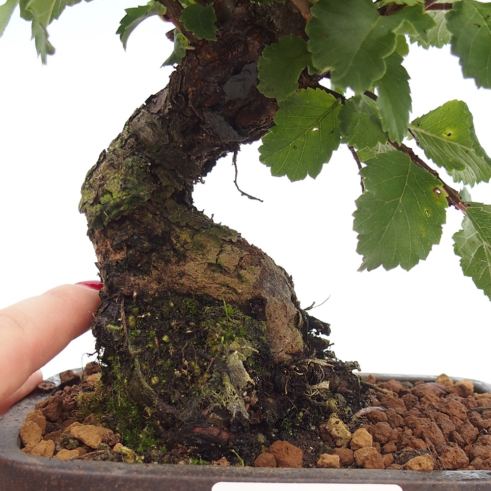 Bonsai da esterno - Zelkova - Zelkova NIRE