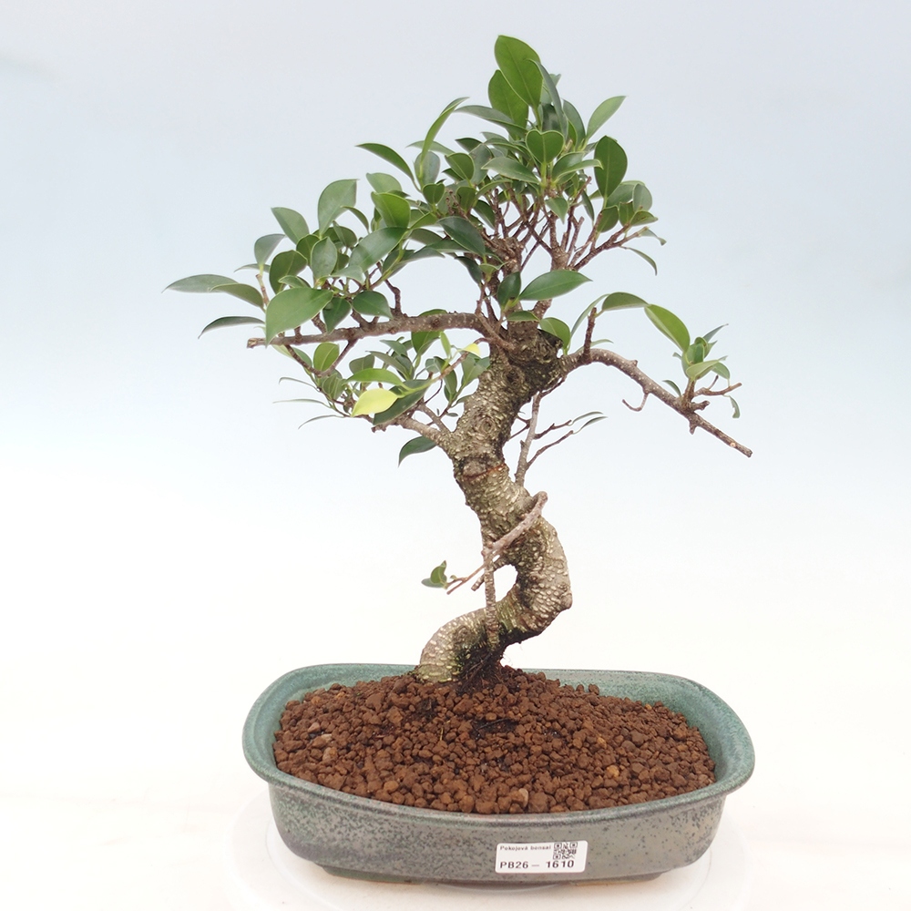 Camera bonsai - Ficus kimmen - ficus a foglie piccole