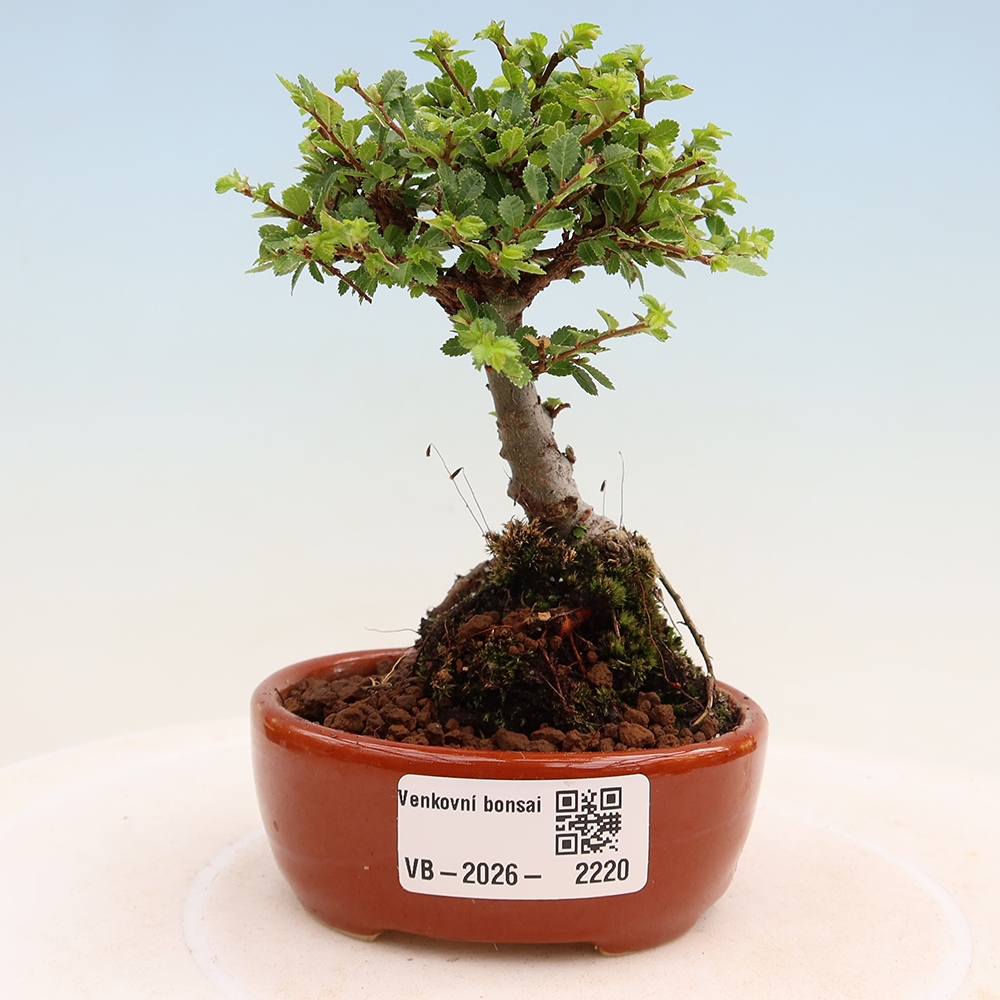 Bonsai da esterno - Ulmus parvifolia Sagei - Olmo a foglie piccole