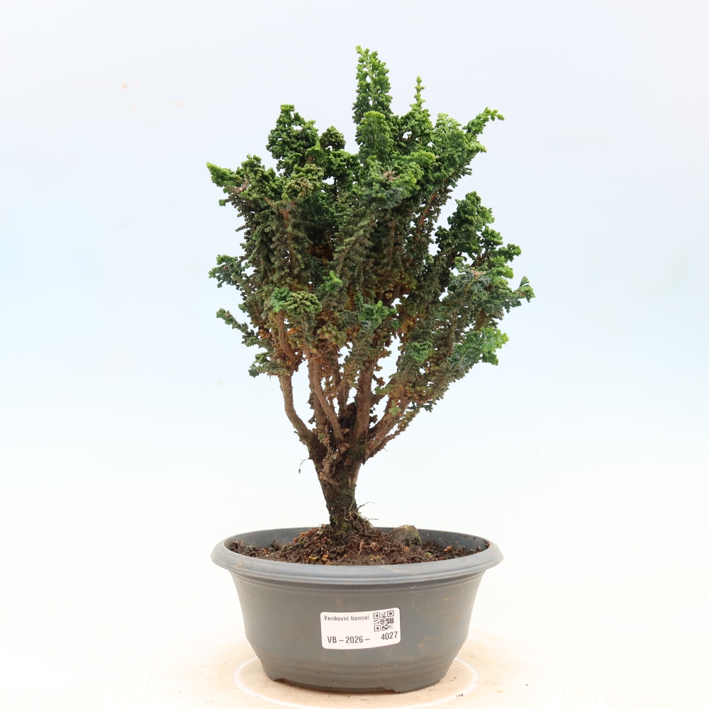 Bonsai da esterno - Cham. obtusa SEKKA HINOKI - Cipresso