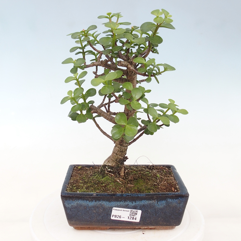 Camera bonsai - Portulakaria Afra - Tlustice