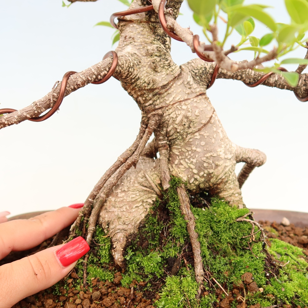 Camera bonsai - Ficus kimmen - ficus a foglie piccole