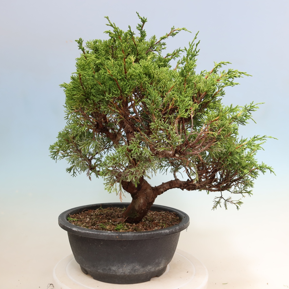 Bonsai da esterno - Juniperus chinensis Itoigawa-Juniperus chinensis