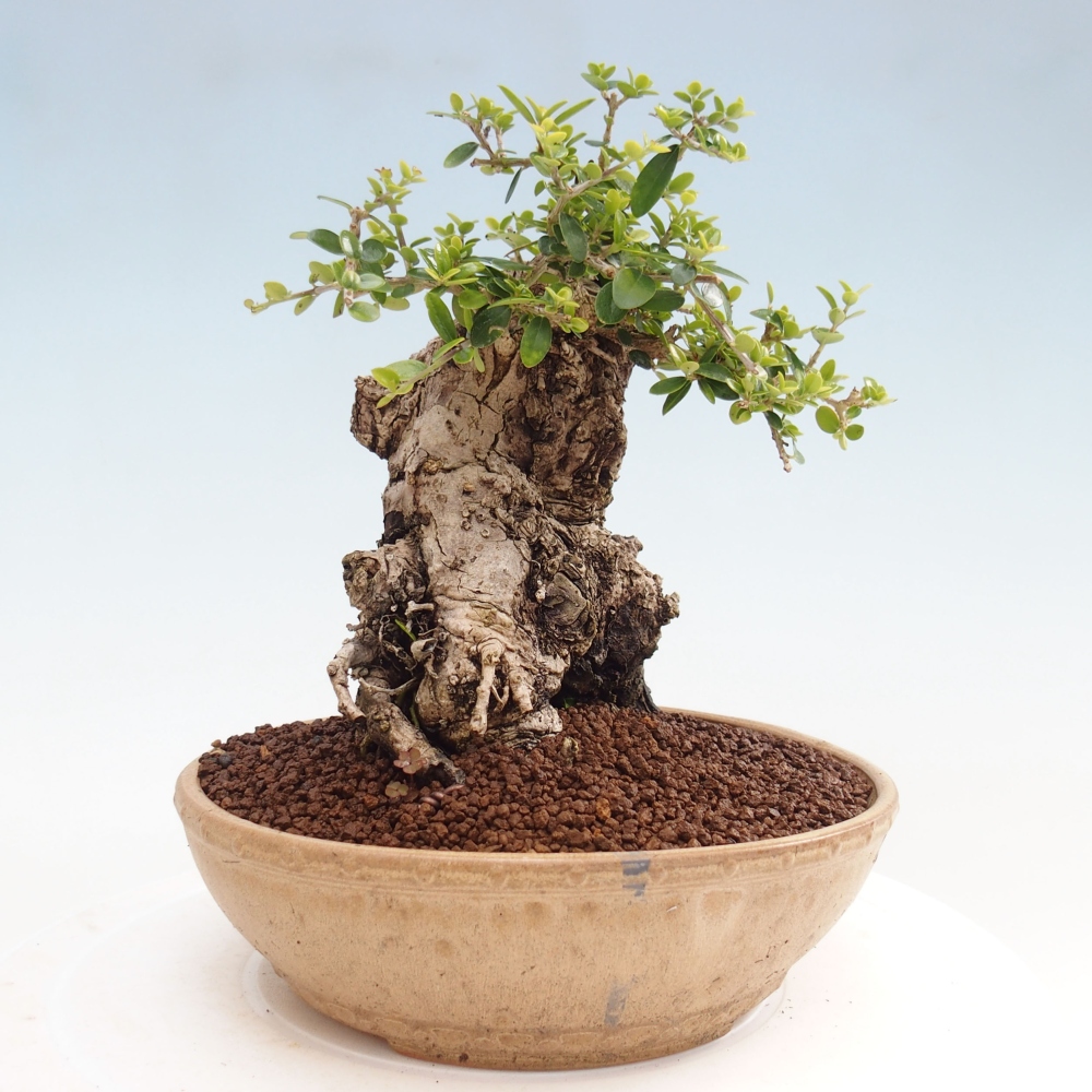 Bonsai da interno - Olea europaea sylvestris